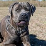 cane corso listenhund nrw