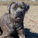 cane corso listenhund nrw